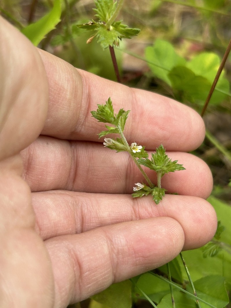 Arctic Eyebright