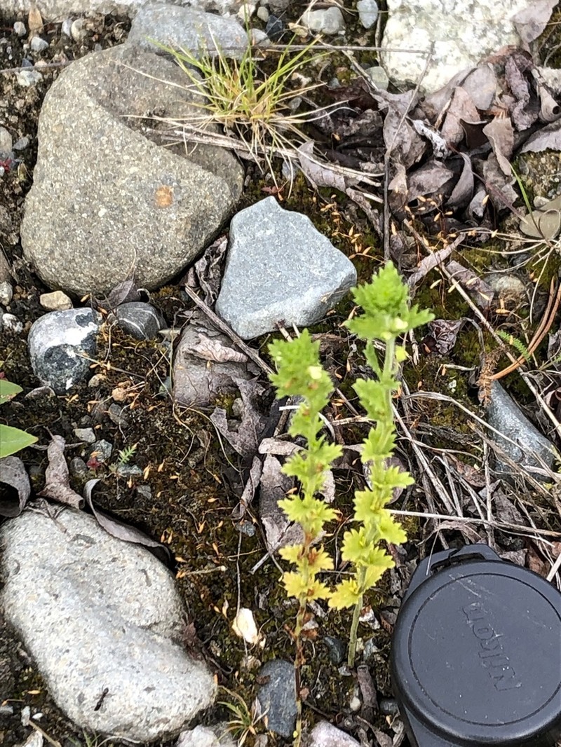 Arctic Eyebright photo 2