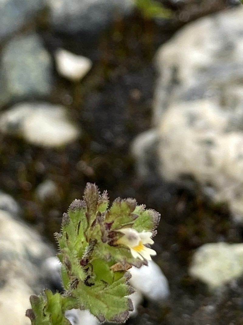 Arctic Eyebright photo 3