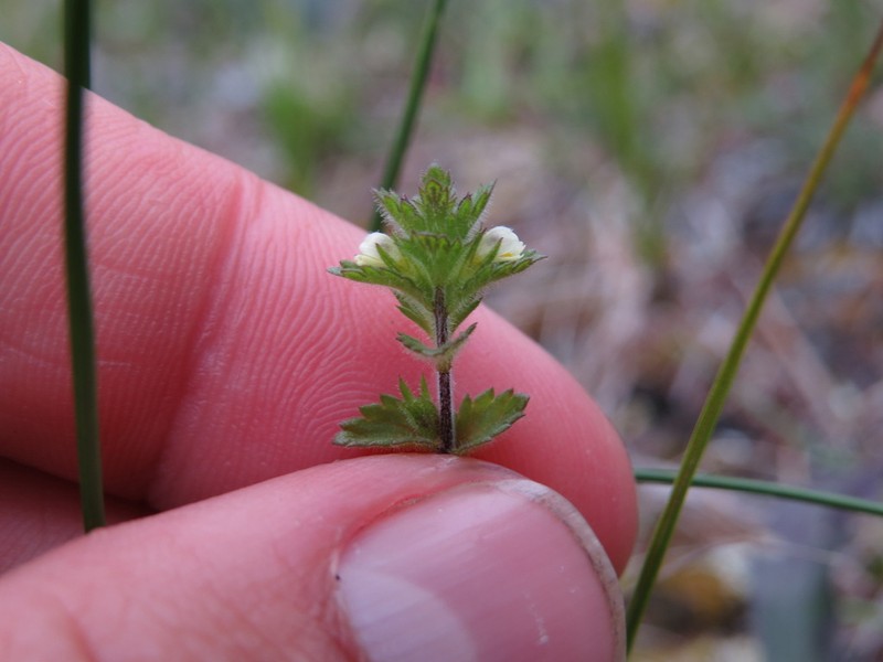 Arctic Eyebright photo 4