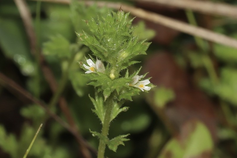 Arctic Eyebright photo 5