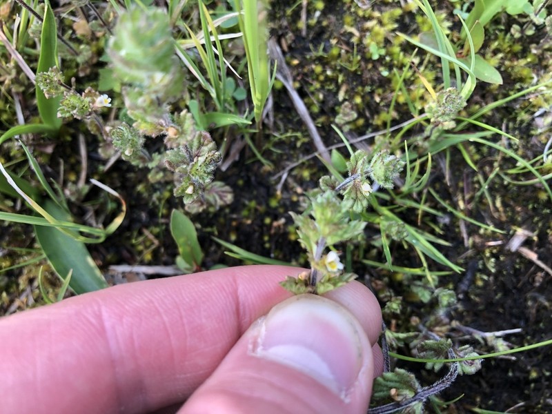 Arctic Eyebright photo 6