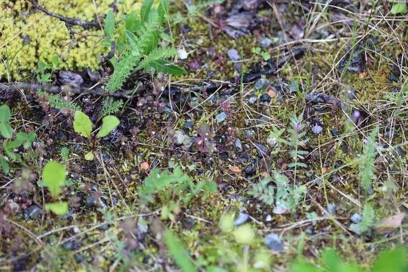 Arctic Eyebright photo 7
