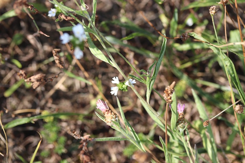 Maritime Eyebright photo 2