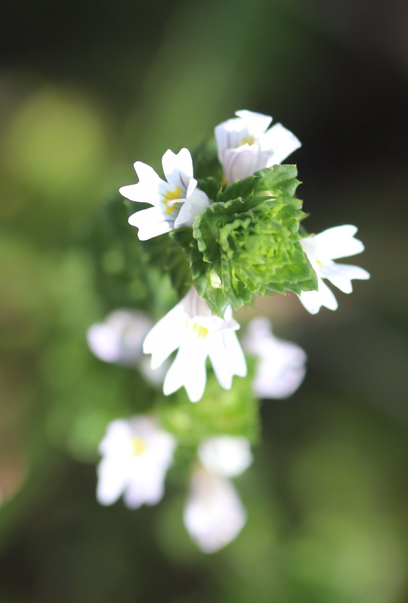 Maritime Eyebright photo 3