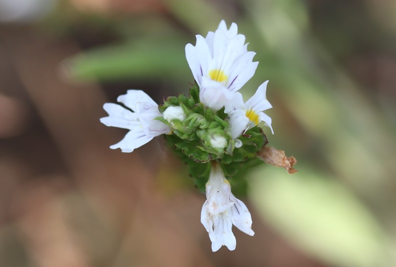 Maritime Eyebright photo 4