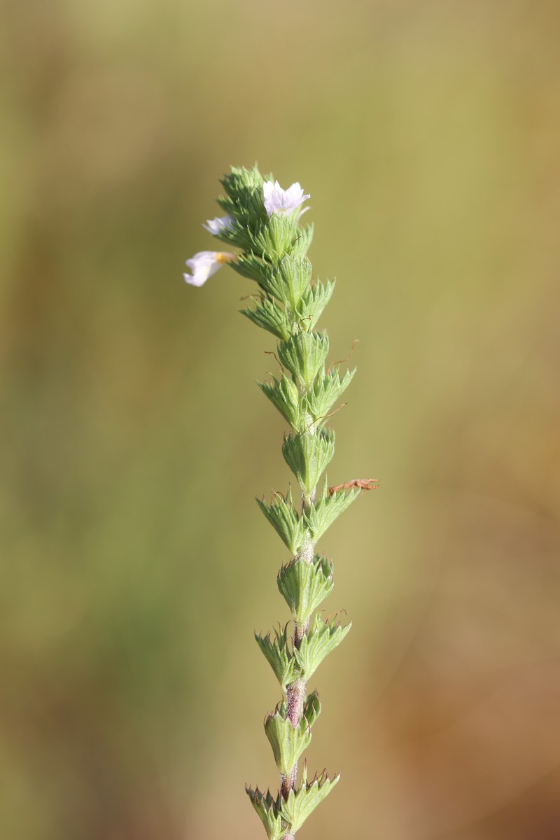 Maritime Eyebright photo 5