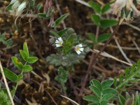 Euphrasia wettsteinii