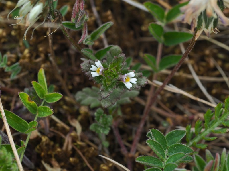 Euphrasia wettsteinii