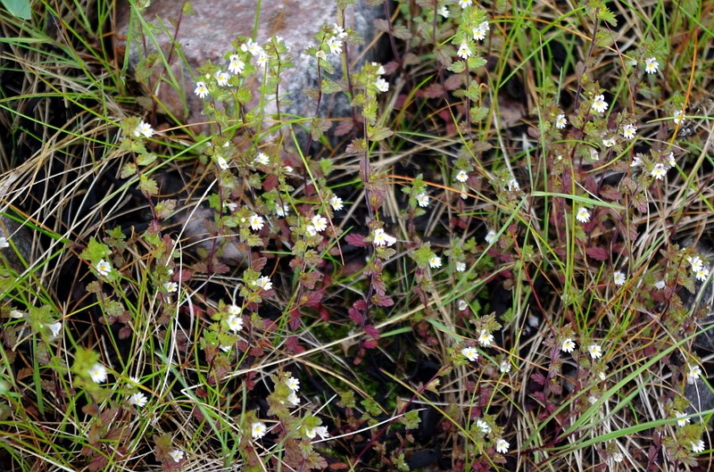 Euphrasia wettsteinii photo 2
