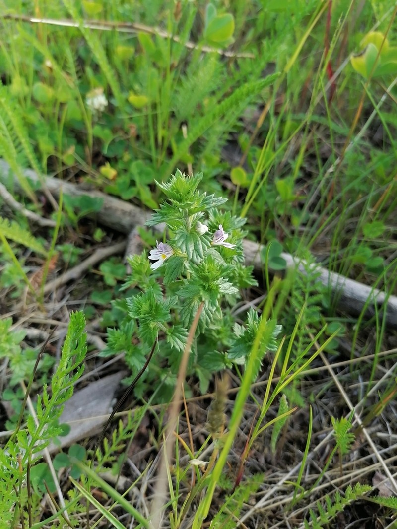 Euphrasia wettsteinii photo 3