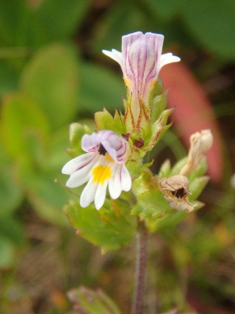 Euphrasia wettsteinii photo 4