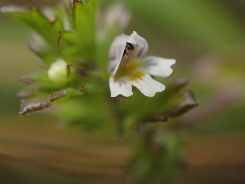 Euphrasia wettsteinii photo 5