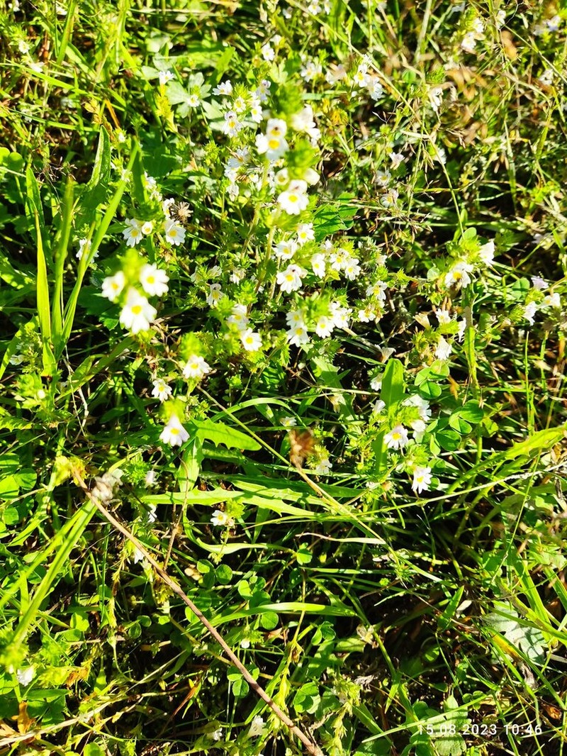 Euphrasia wettsteinii photo 6