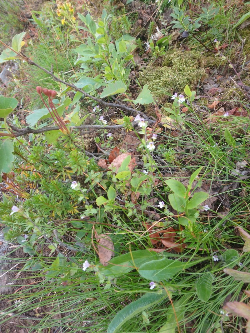 Euphrasia wettsteinii photo 7
