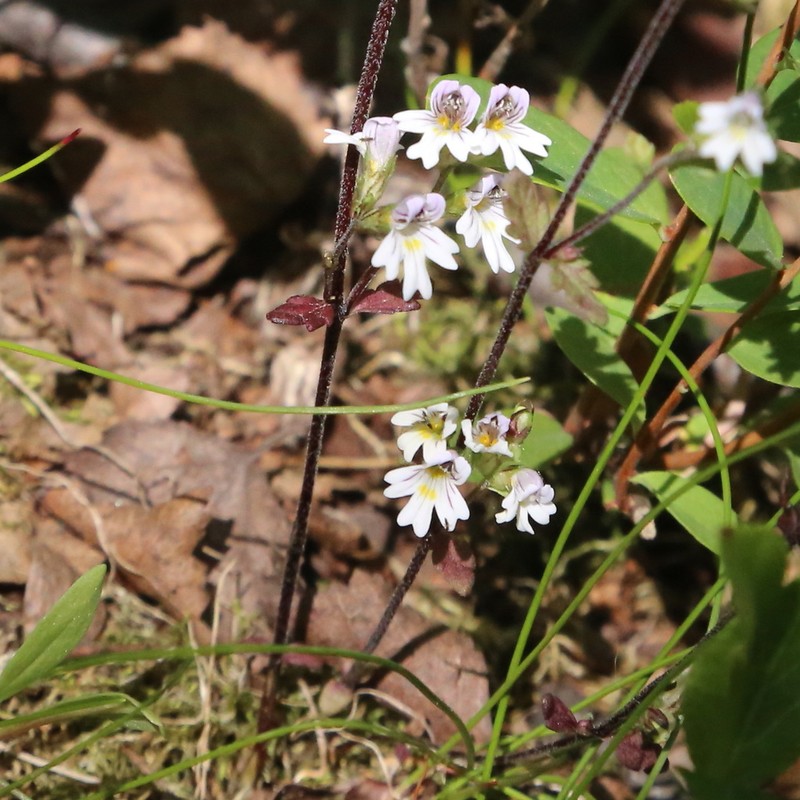 Euphrasia wettsteinii photo 8