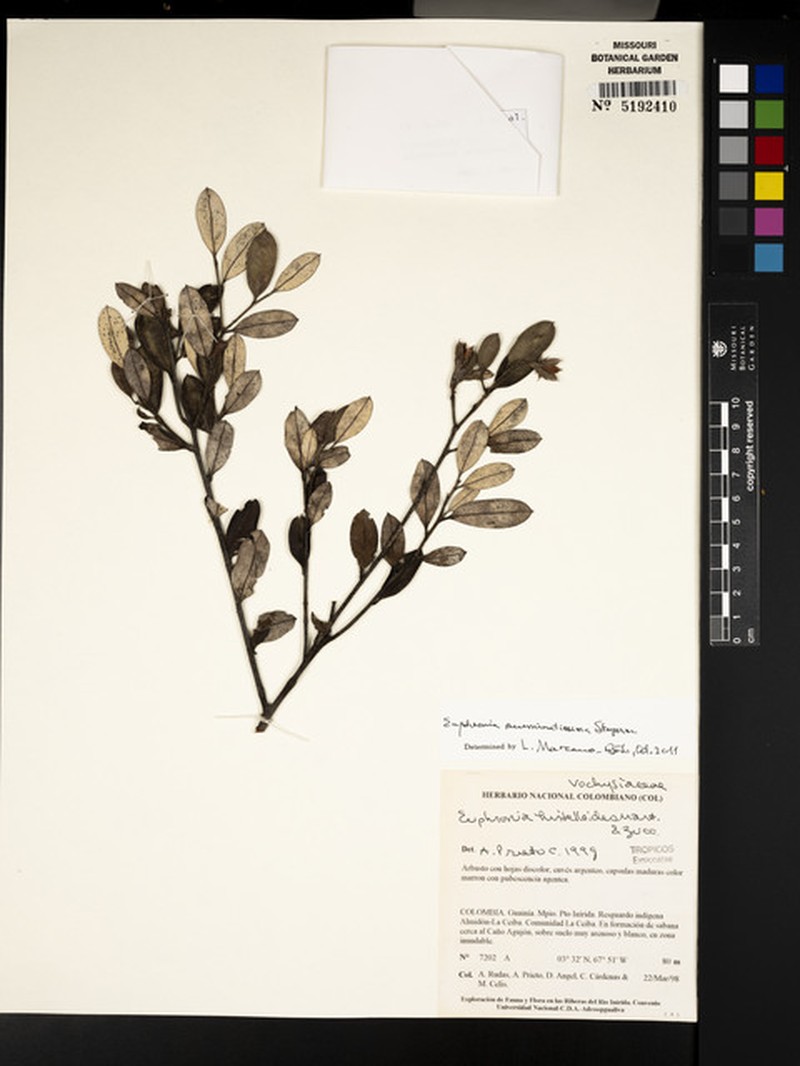 Euphronia acuminatissima