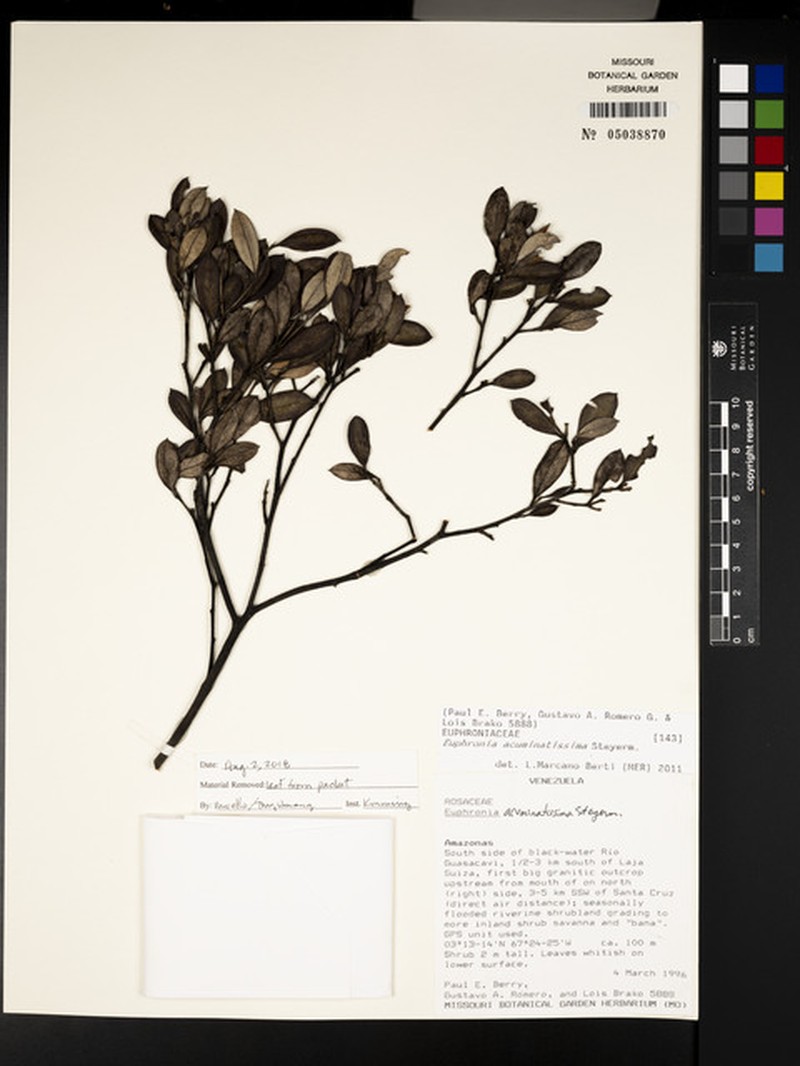 Euphronia acuminatissima photo 2