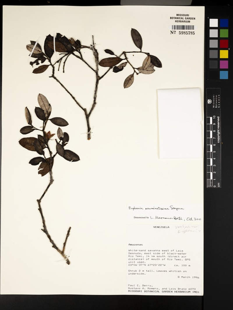 Euphronia acuminatissima photo 3