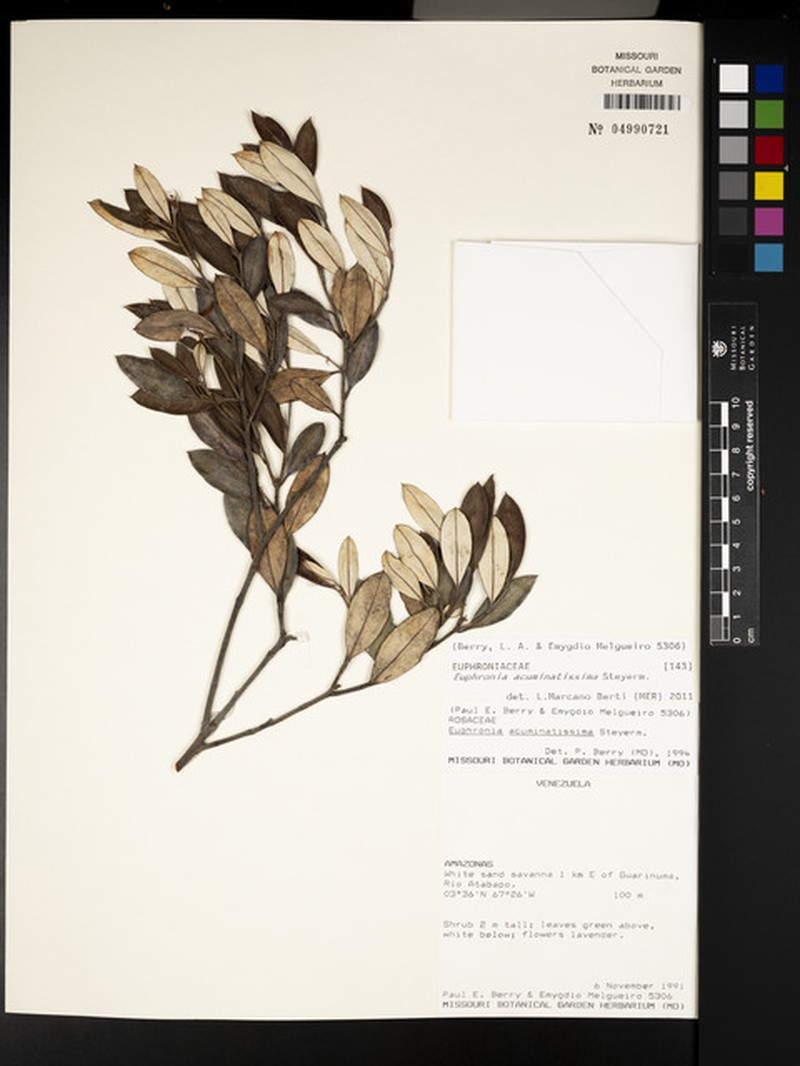 Euphronia acuminatissima photo 4