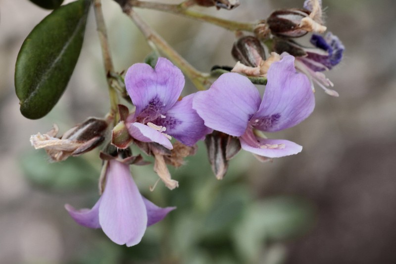 Euphronia guianensis