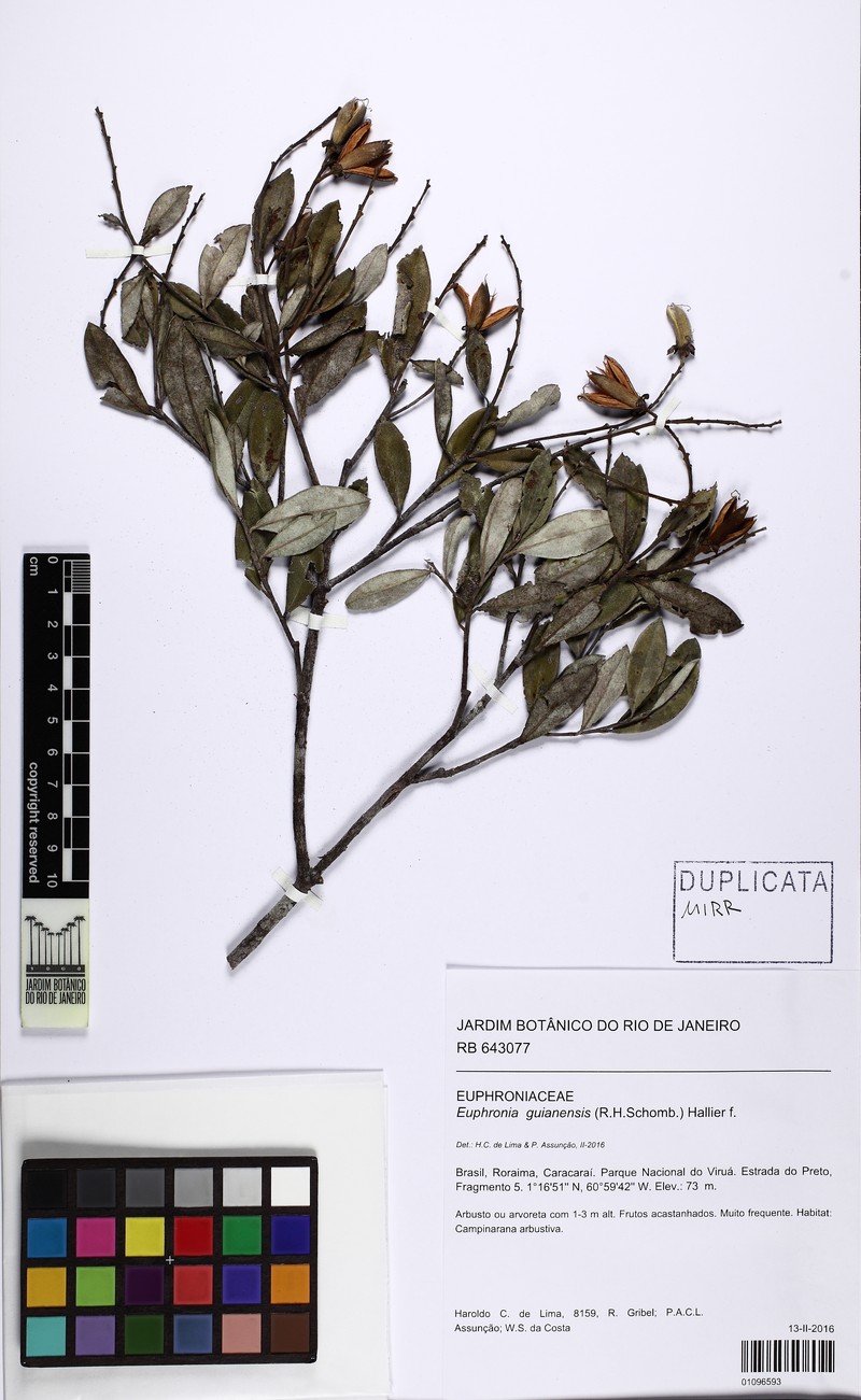 Euphronia guianensis photo 2