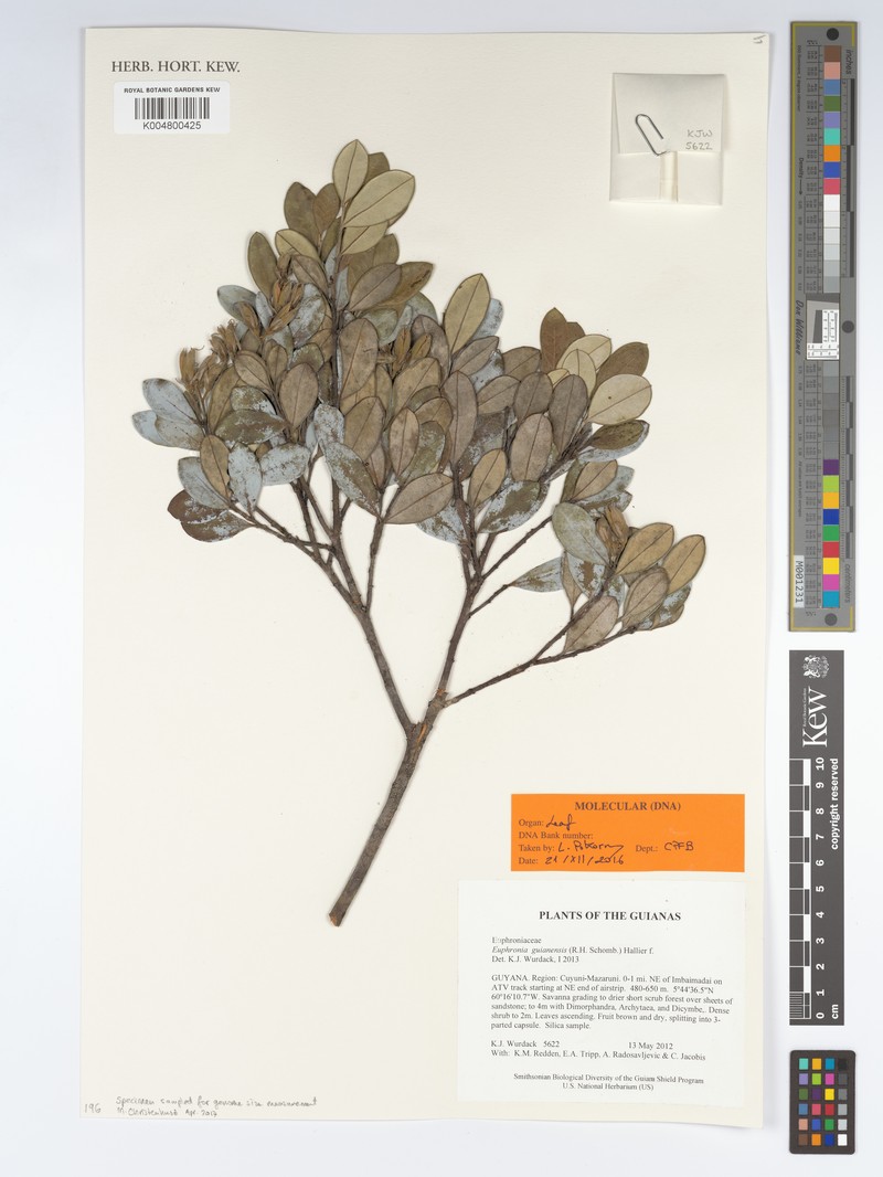 Euphronia guianensis photo 3