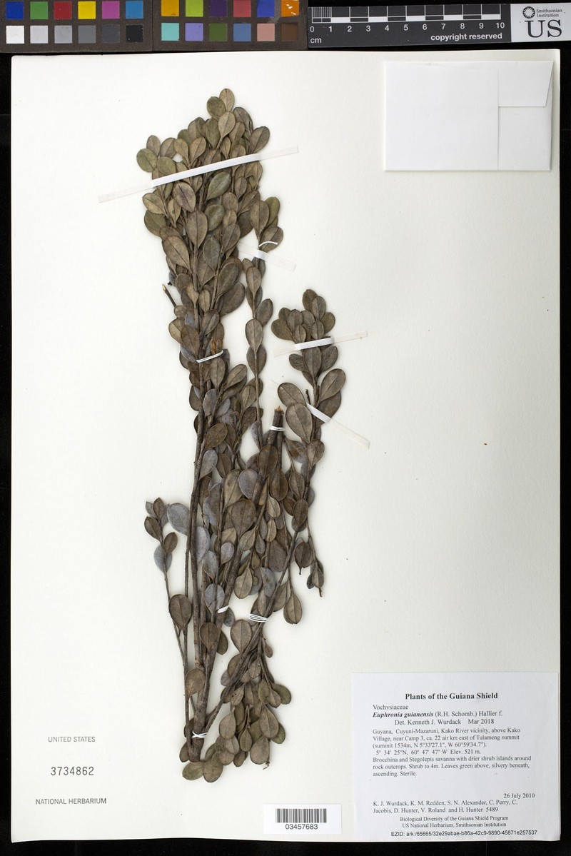Euphronia guianensis photo 4