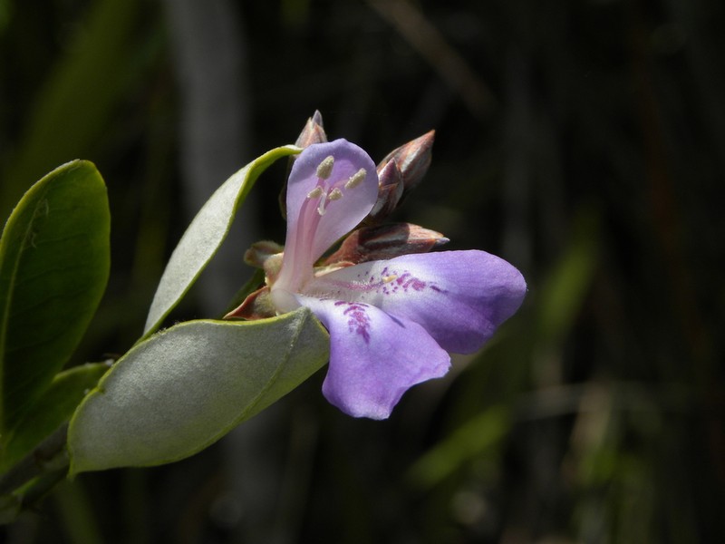 Euphronia hirtelloides photo 2
