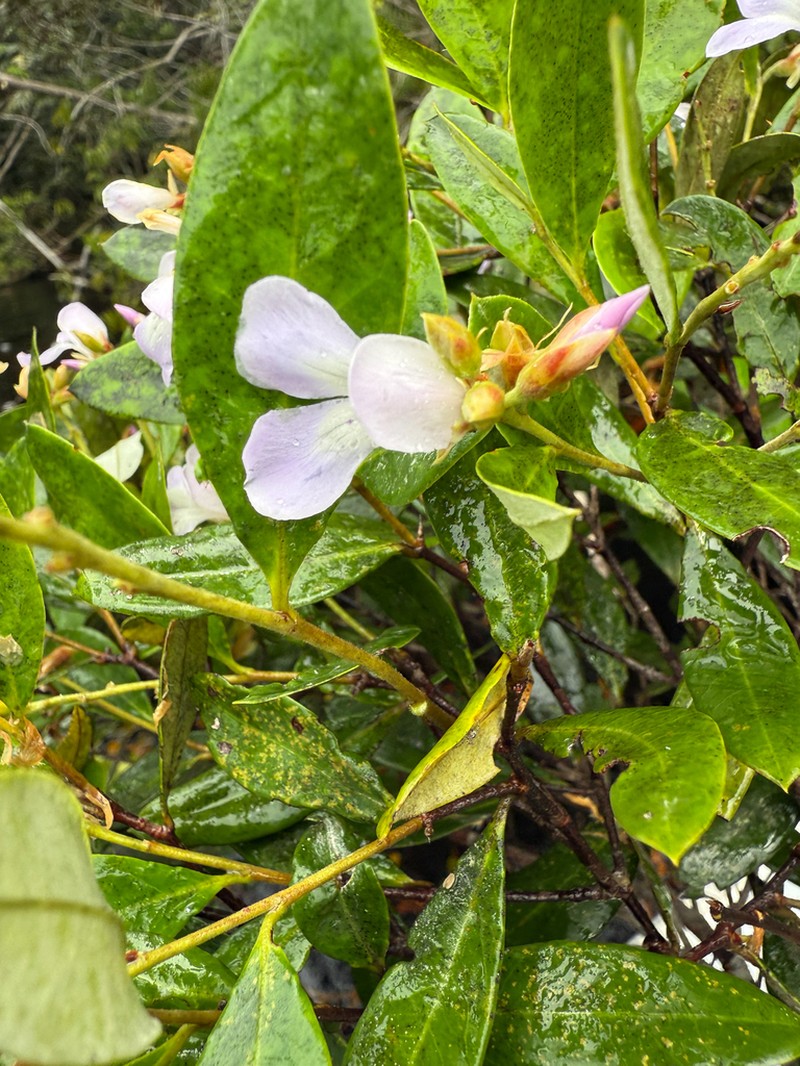 Euphronia hirtelloides photo 3