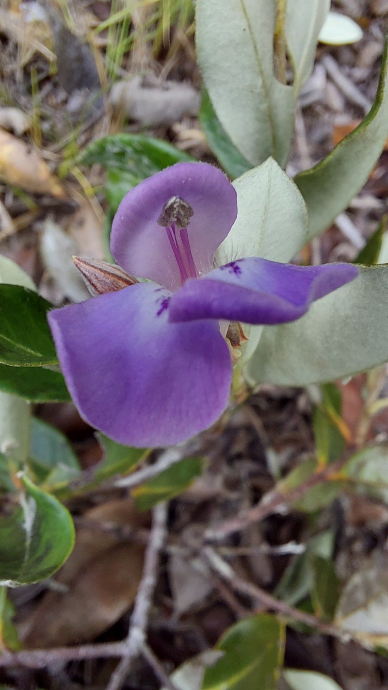 Euphronia hirtelloides photo 5