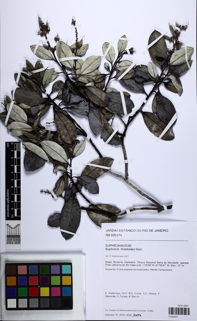 Euphronia hirtelloides photo 6