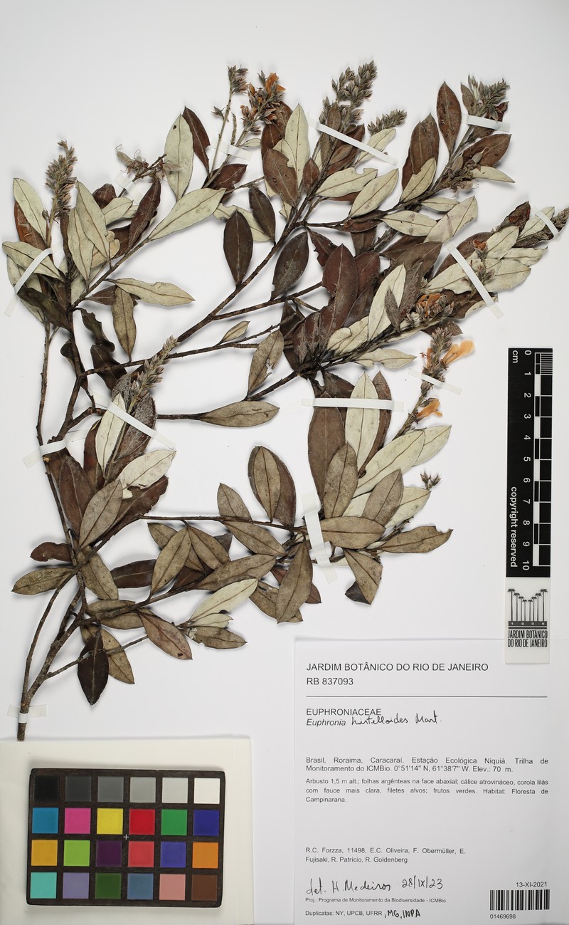 Euphronia hirtelloides photo 7