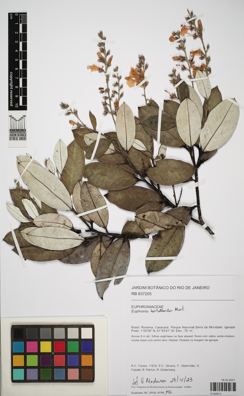 Euphronia hirtelloides photo 8