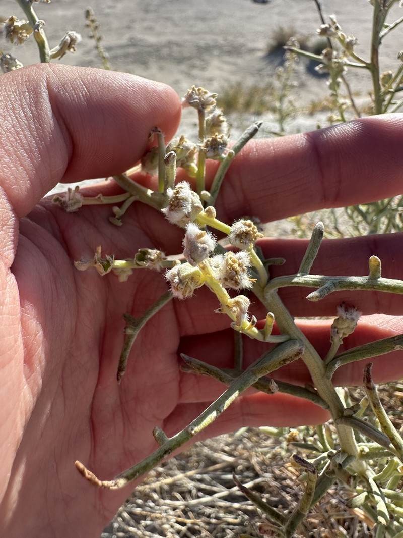 Copperweed