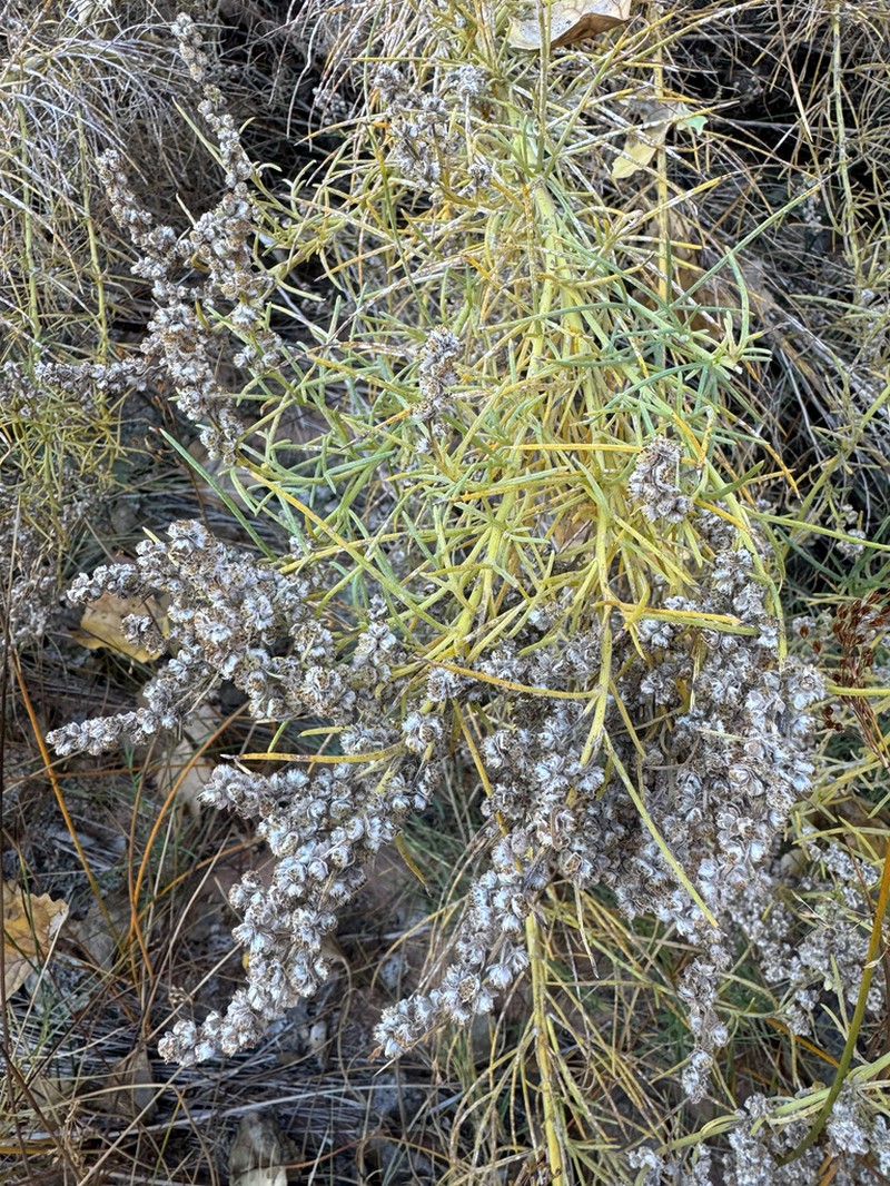 Copperweed photo 2