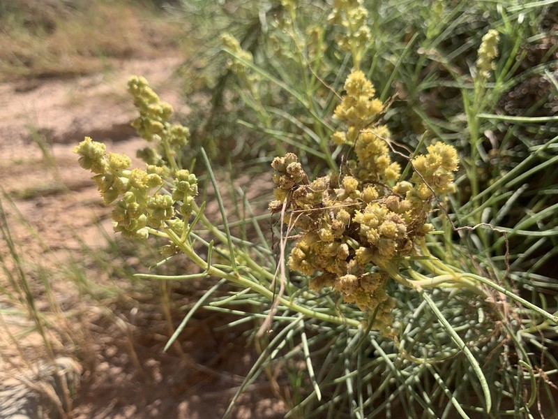 Copperweed photo 3
