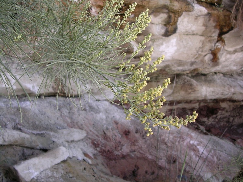Copperweed photo 4