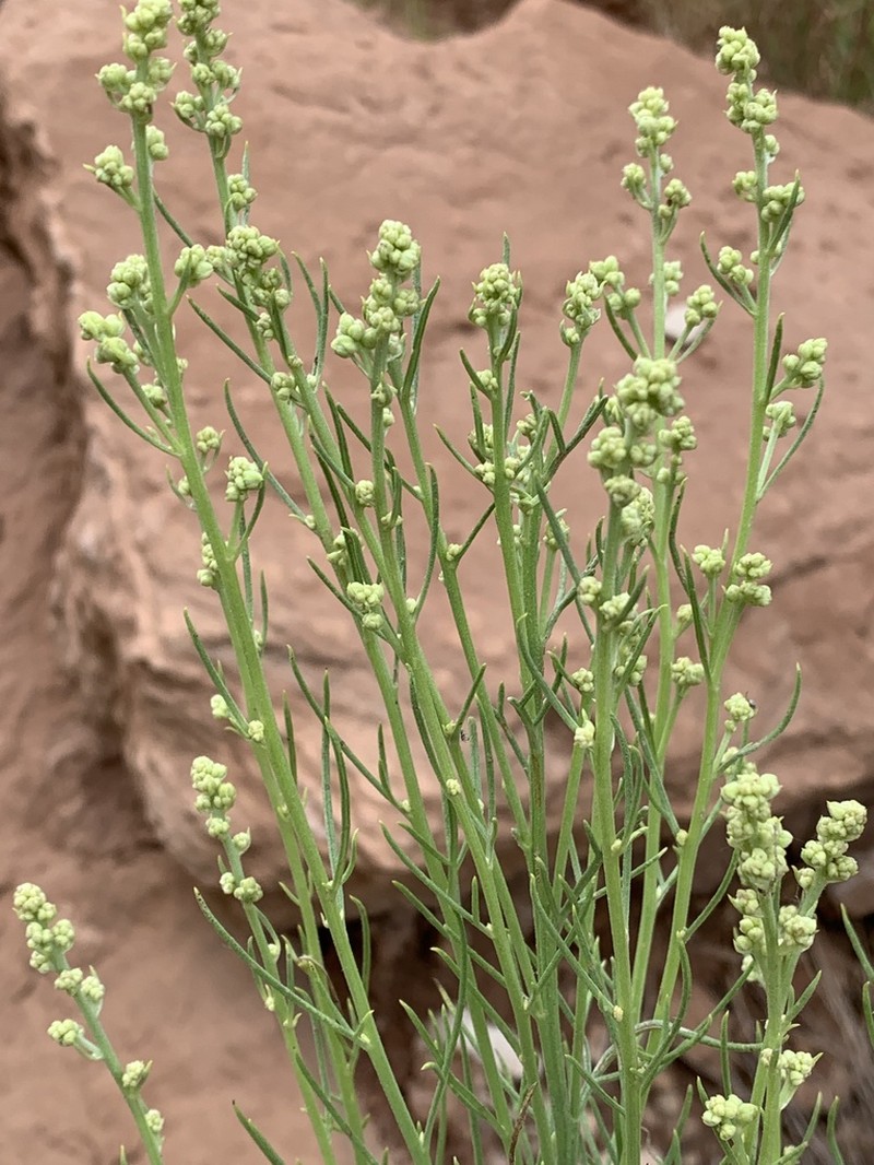 Copperweed photo 5