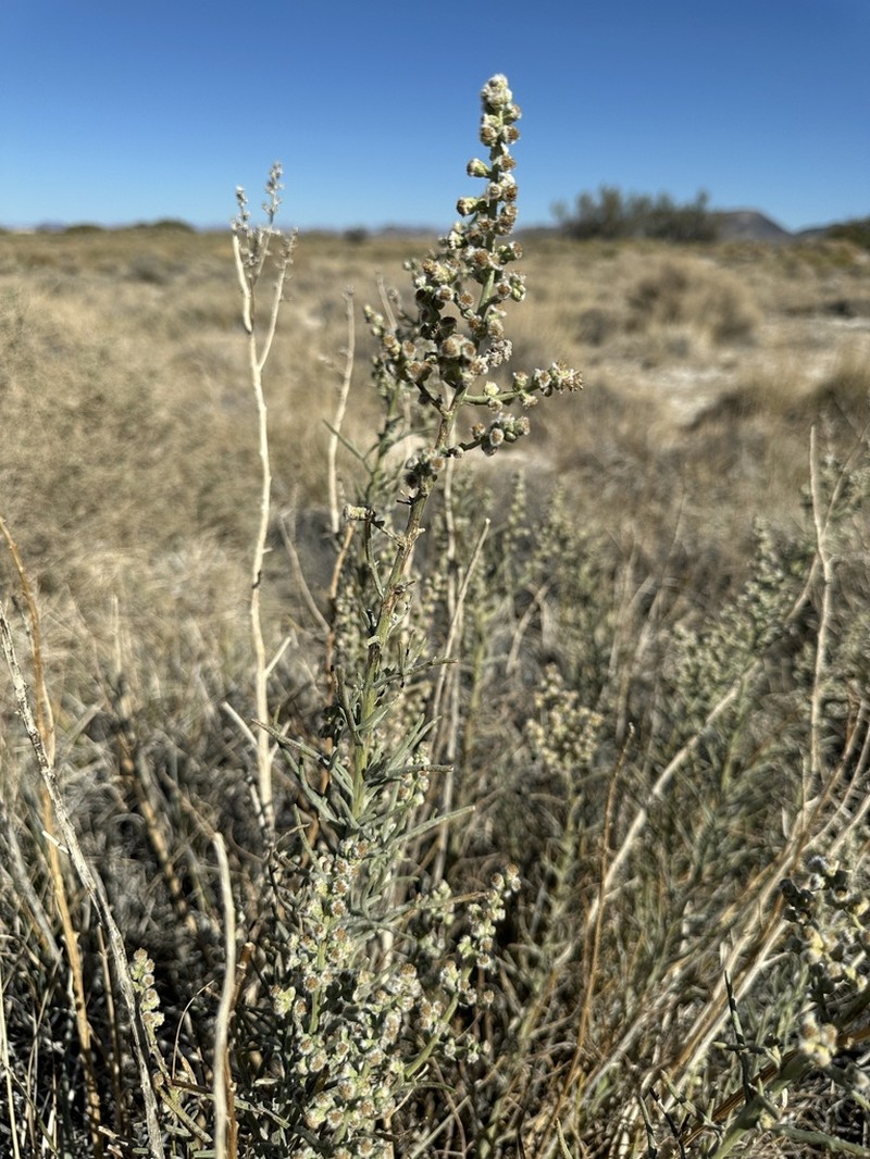 Copperweed photo 6