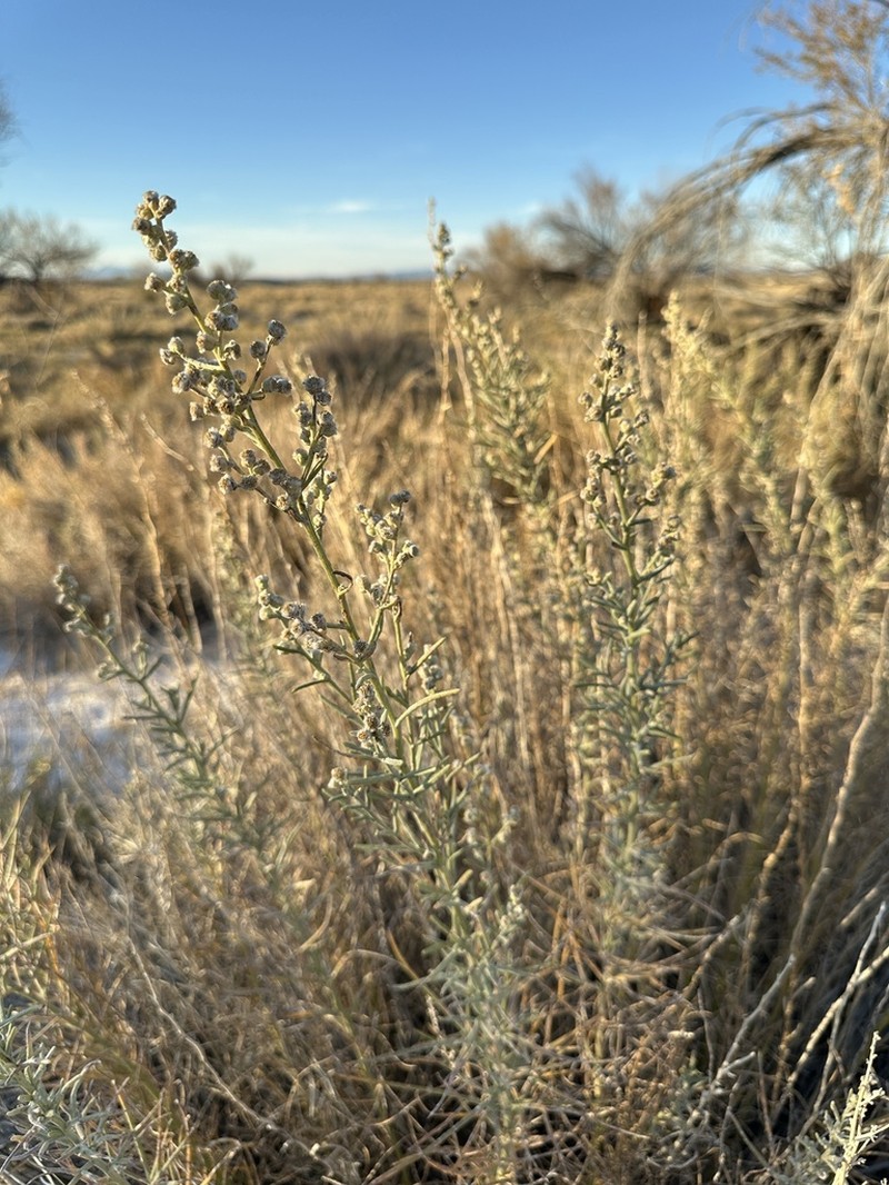 Copperweed photo 7
