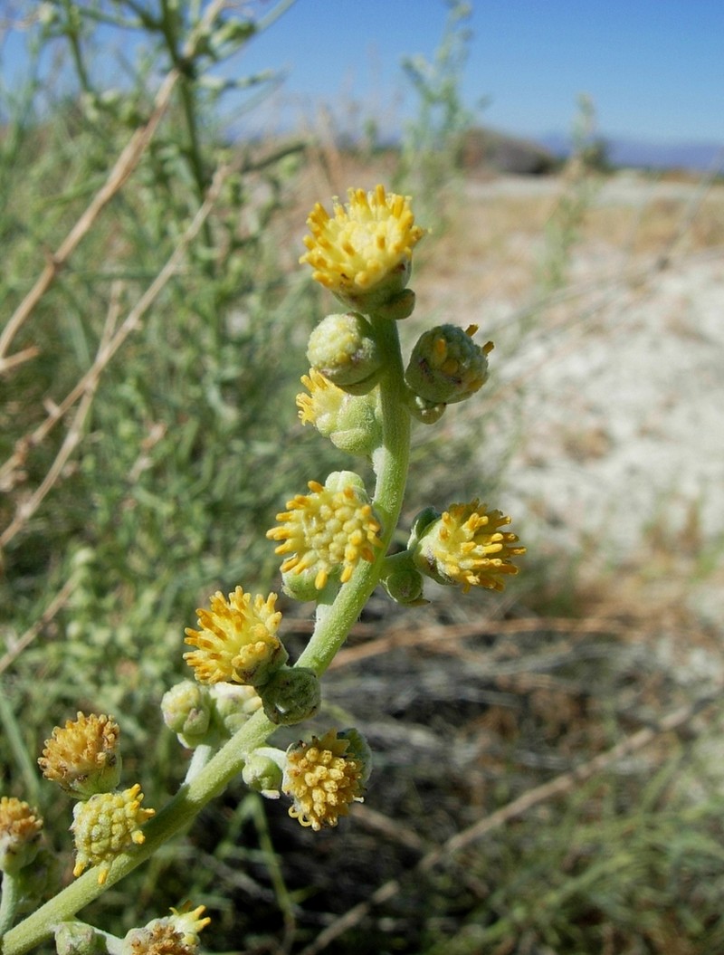 Copperweed photo 8
