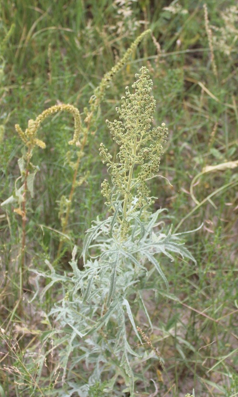 Woolly Marsh Elder photo 3