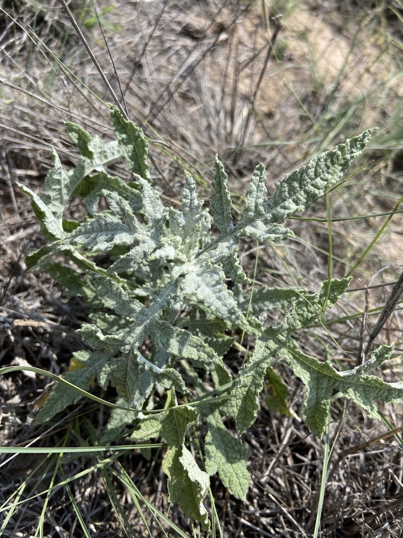 Woolly Marsh Elder photo 5
