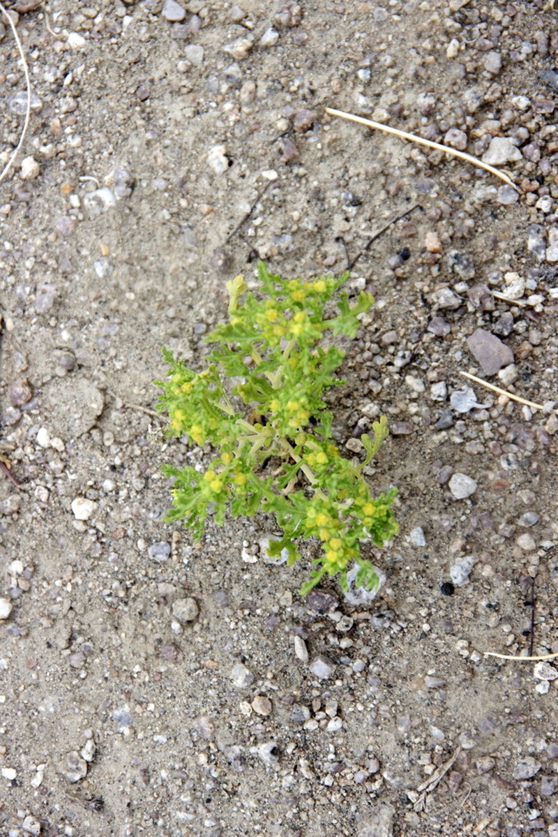 Nevada Sumpweed