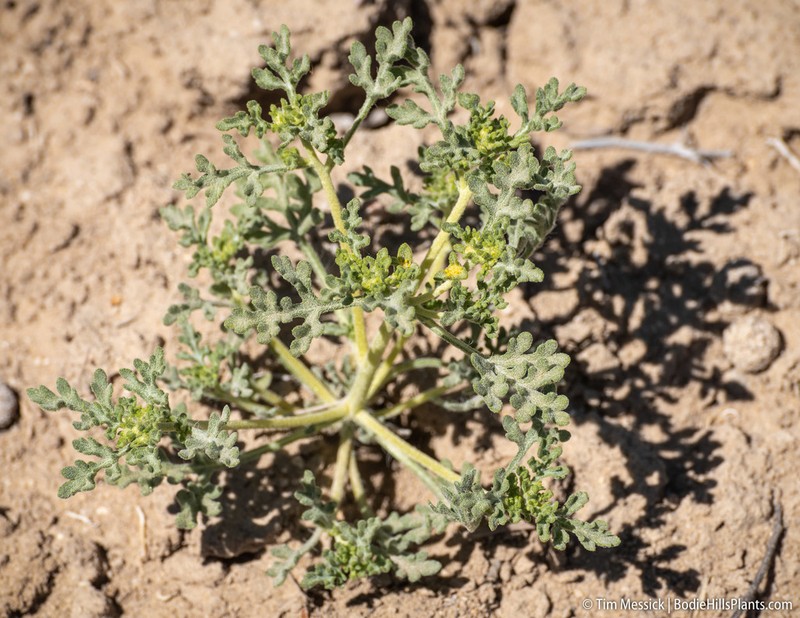 Nevada Sumpweed photo 2
