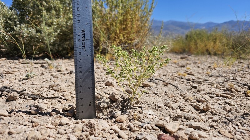 Nevada Sumpweed photo 3