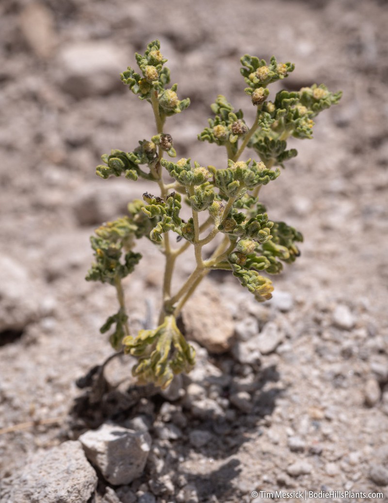 Nevada Sumpweed photo 4