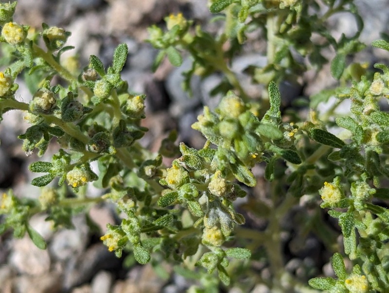 Nevada Sumpweed photo 5