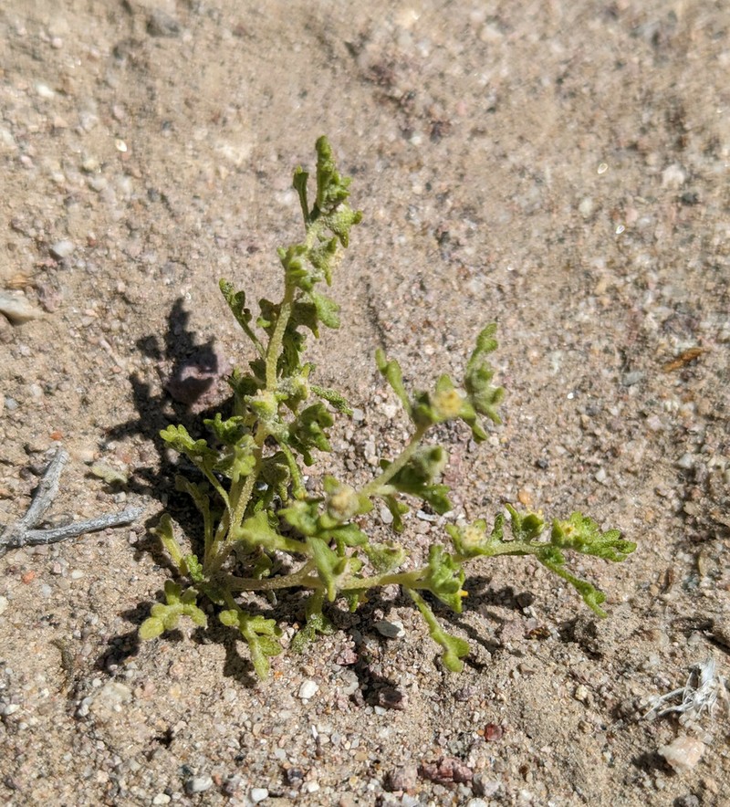 Nevada Sumpweed photo 6